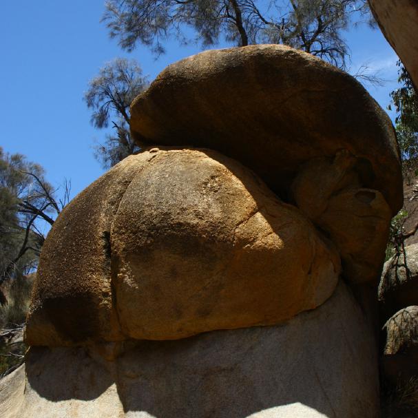Versteinerter Elefant von hinten.