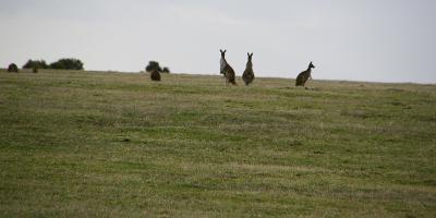 image from Fahrt nach Esperance