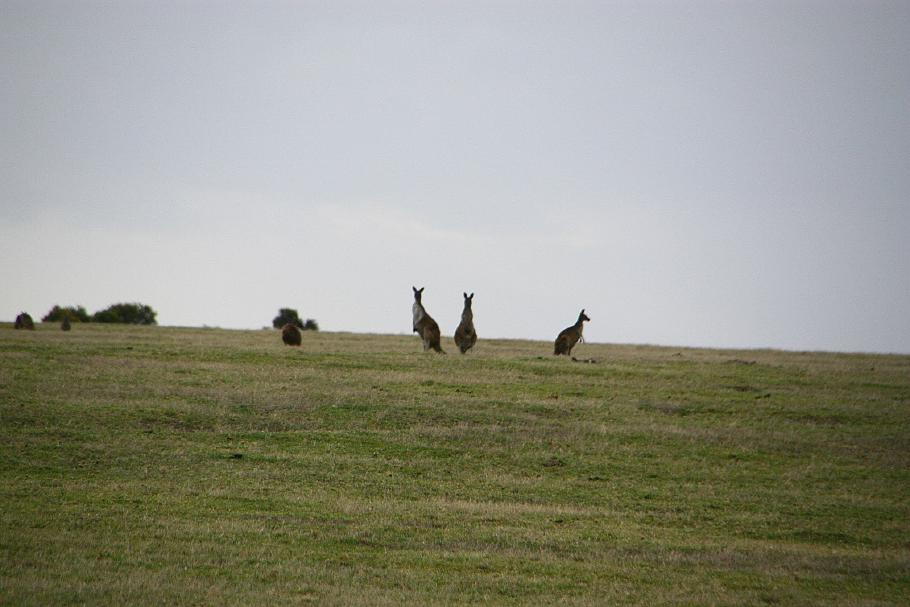 Die ersten Kängurus sehen wir am Eingang des Nationalparks