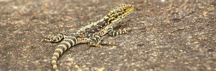 Ornate Dragon im Cape Le Grand Nationalpark