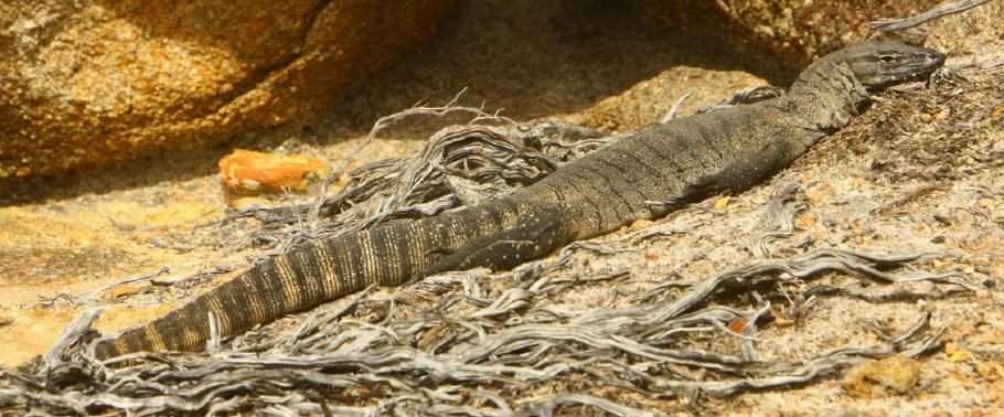 Thistle Cove - Hier könnten Drachen leben