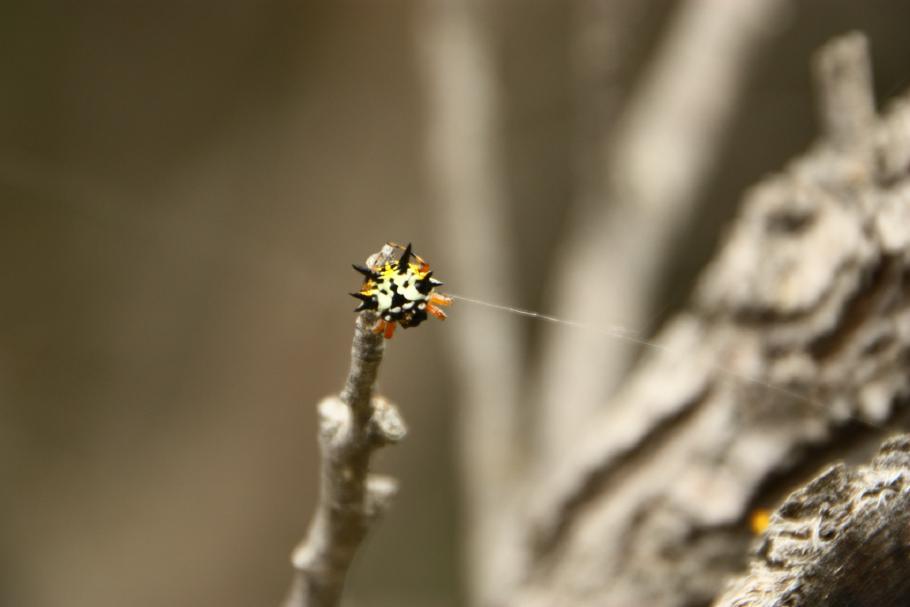 &hellip; Fauna am Wegesrand