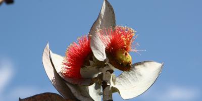 image from Stirling Range National Park