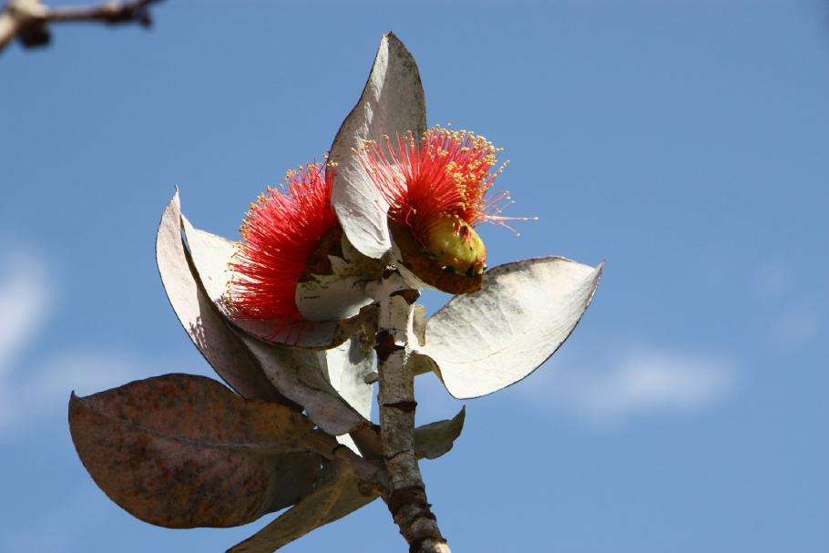 Rose of the West (Mottlecah)