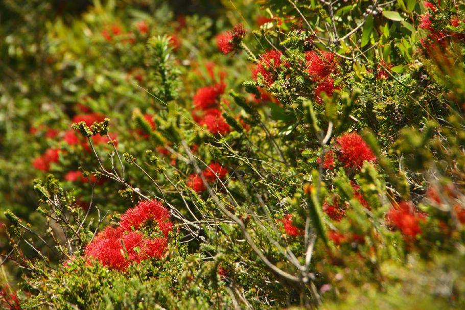 Am Wegrand blühen überall kleine Sträucher &hellip;