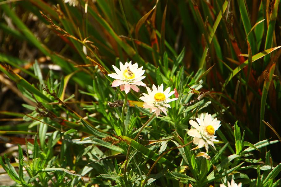 &hellip; und Wildblumen