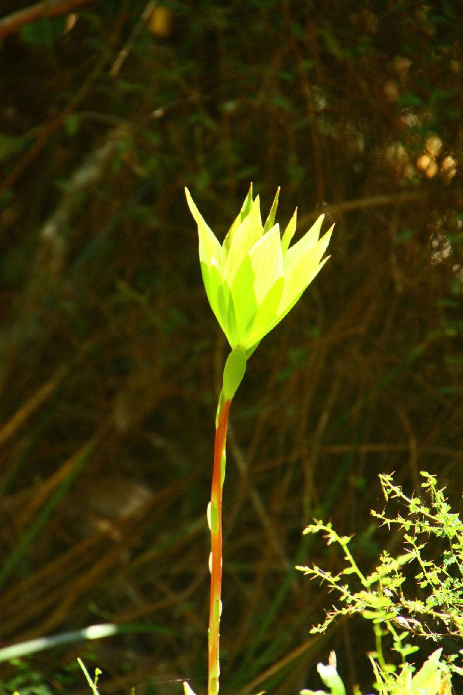 Blatt oder Blüte? Eine Tassel flower.