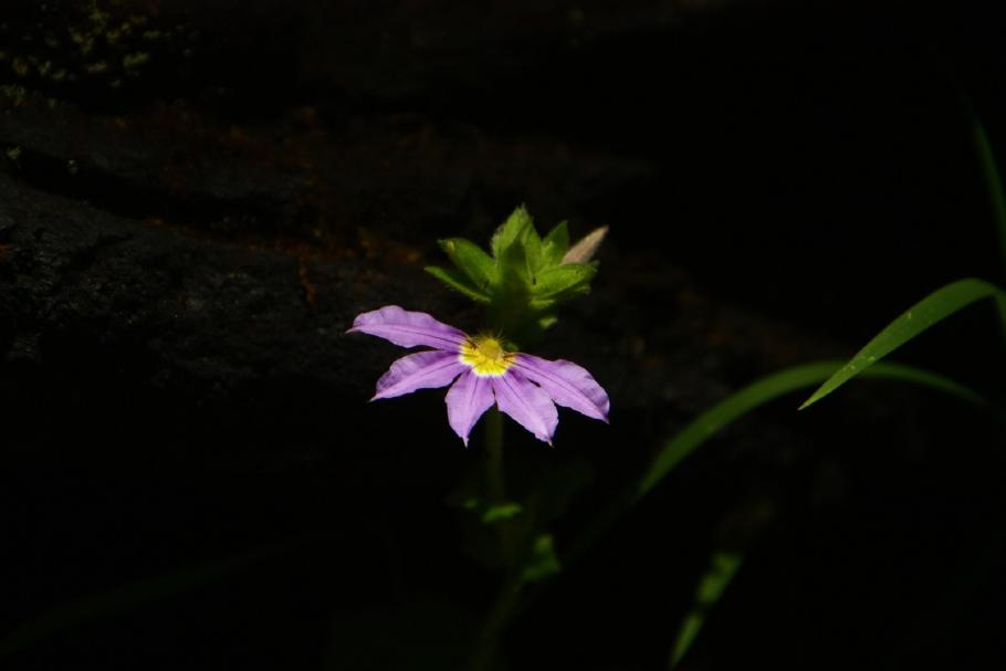 Es gibt allerhand Blumen