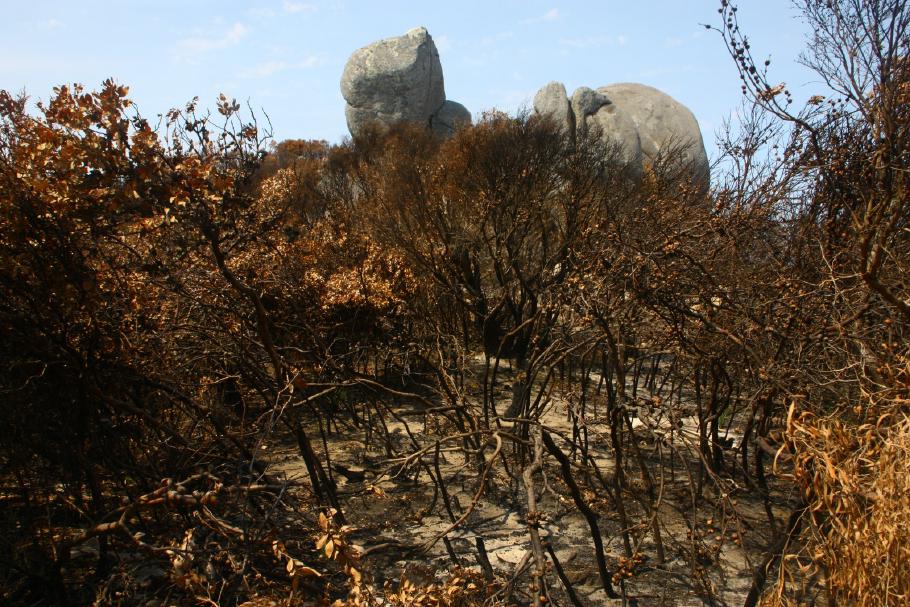 So sieht der Busch nach einem Buschfeuer aus