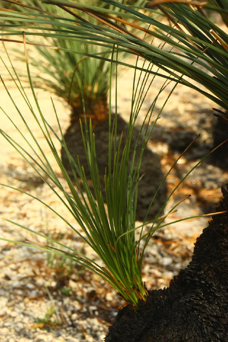 Der Grass-Tree treibt schon wieder aus