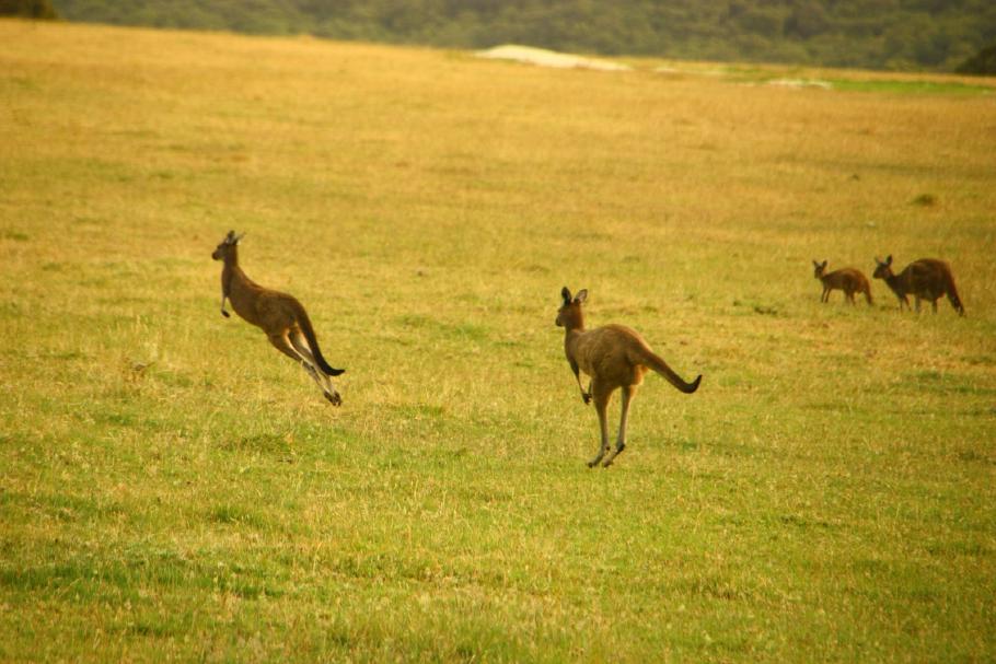Kängurus in Foto-Laune