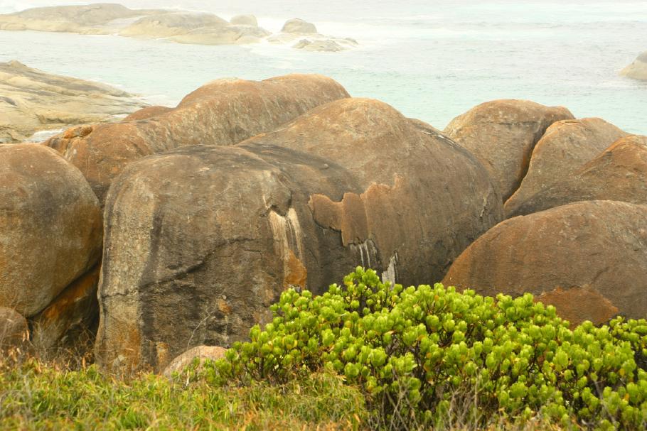 An der Elephant Cove begrüßt uns eine Herde Elefanten
