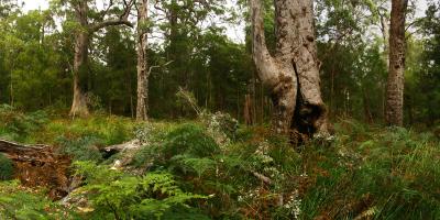 image from Walepole-Nornalup National Park