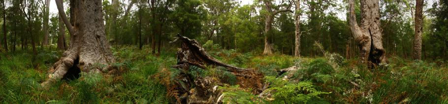 Tingel-Forest-Panorama