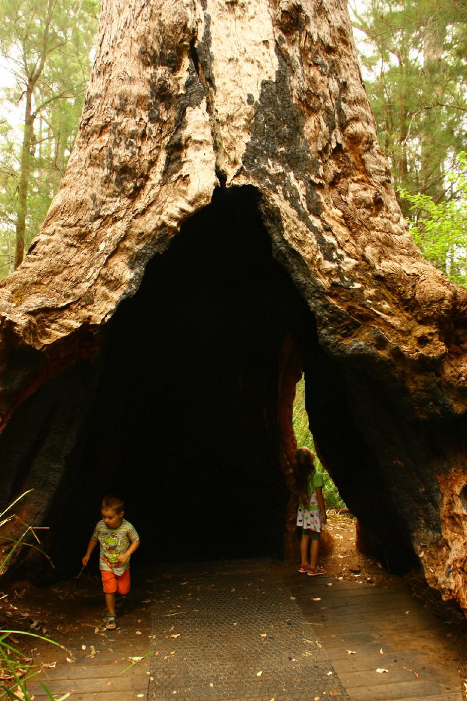 Die Tingle-Trees haben oft beeindruckende Baumhöhlen