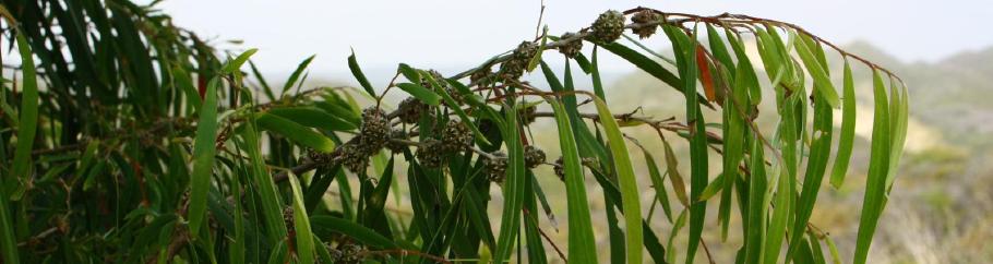 Der Peppermint Tree sorgt für wohlriechende Düfte