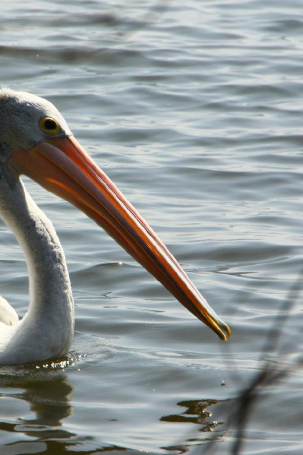 Wir entdecken einen Pelikan