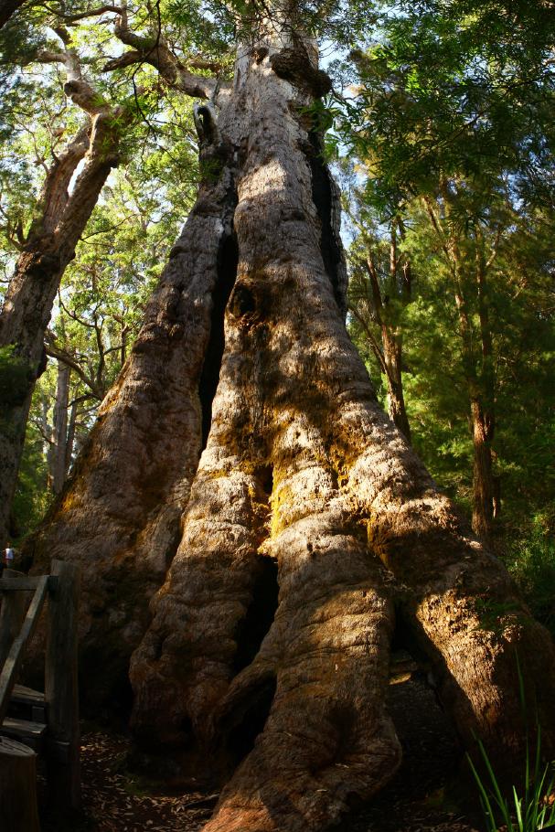Diesen Mega-Tingle-Tree &hellip;