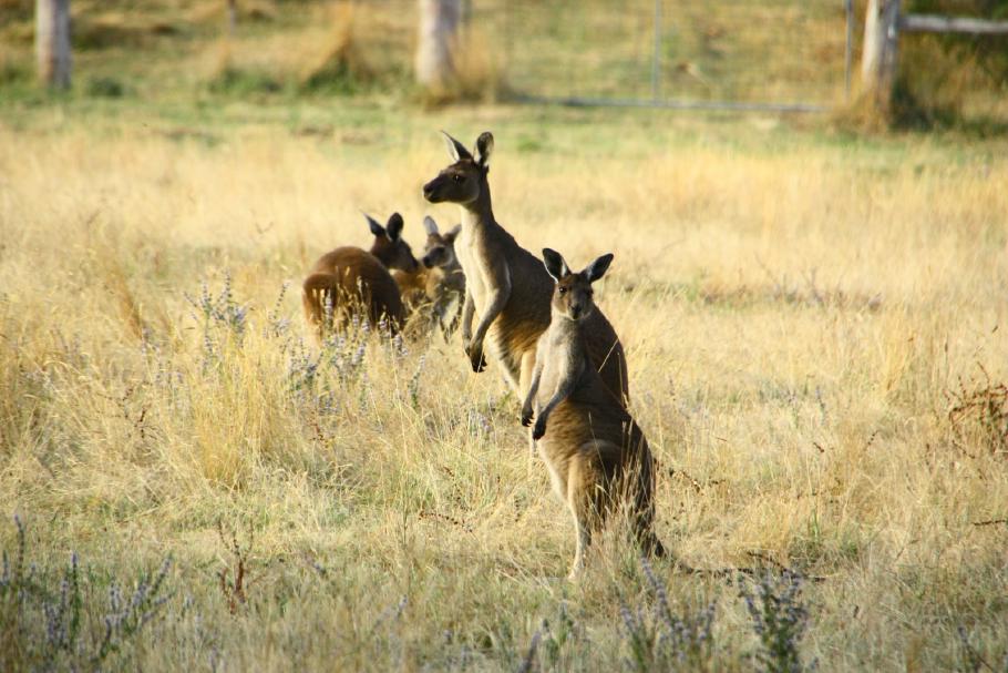 Die Kängurus sonnen sich in der Abendsonne