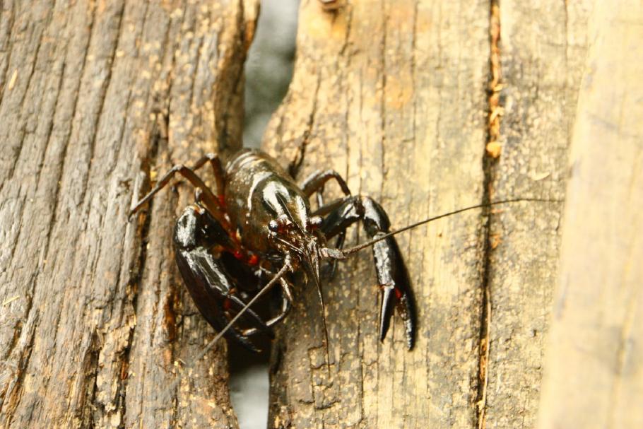 Marron - eine Delikatesse
