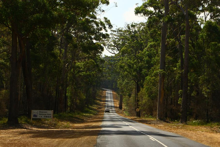 Durch endlose Karri-Wälder führt unsere heutige Strecke