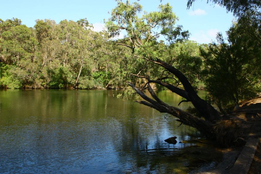Der Campingplatz liegt direkt in einer Windung des Blackwood River