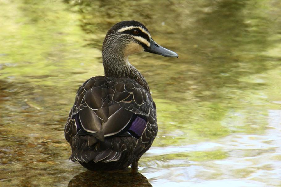 Die Enten laufen mehrfach täglich über den Campingplatz und am BBQ-Grill vorbei ;-)
