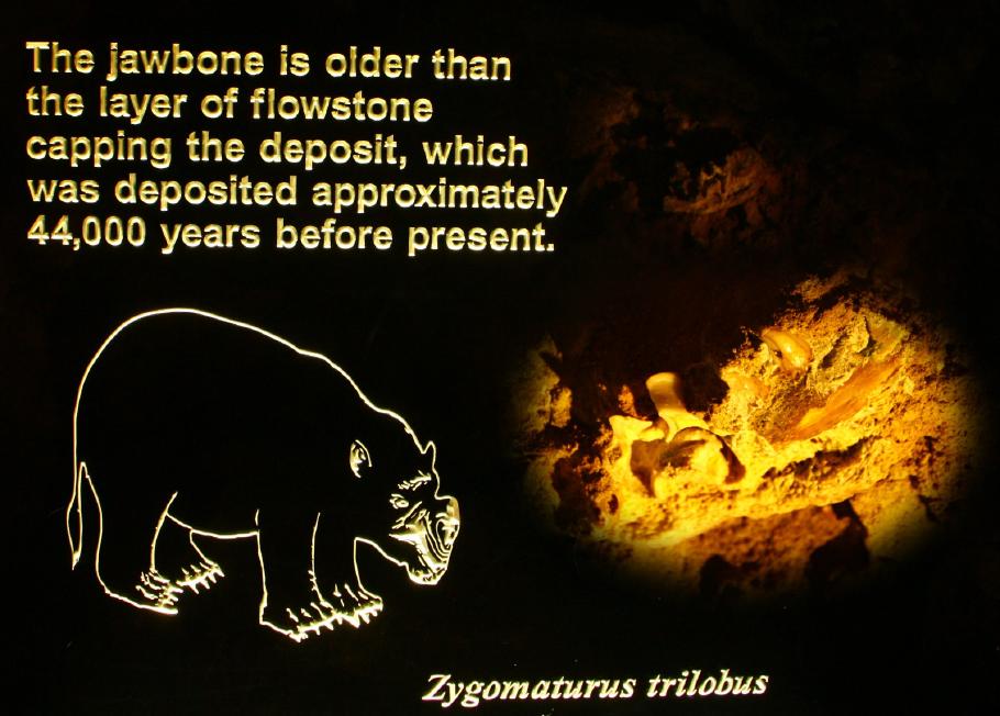 Im Fels ist der Kieferknochen eines Zygomaturus erhalten.