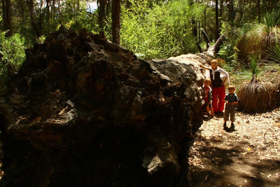 Gefallener Riese - Die Überreste eines Karri-Tree auf dem Naturlehrpfad