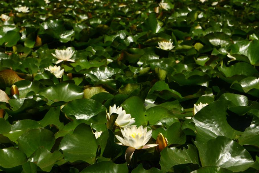 An der Margaret River Bridge blühen hunderte Seerosen