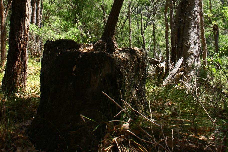 Baum auf Baum - auf dem Stumpf des Karri-Tree wächst ein Pfefferminzbaum