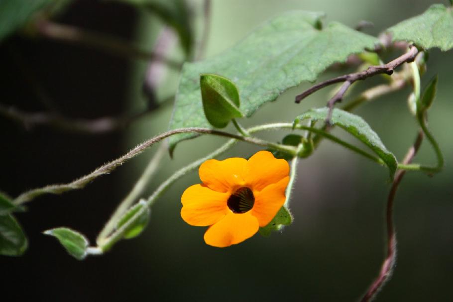 Hallo Susi! Was bei uns im Garten nur manchmal glückt, wächst hier wild im Wald