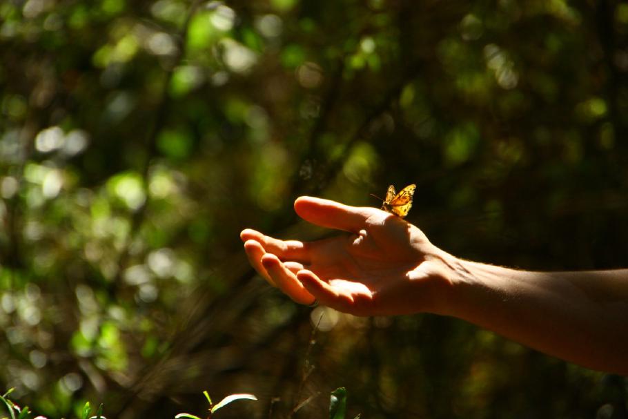 Gezähmt - er hat mir nicht den Arm abgebissen
