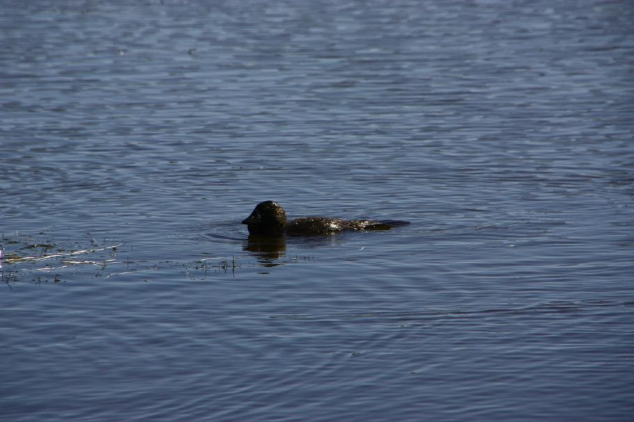 Dieser seltsame Vogel war die meiste Zeit unter Wasser