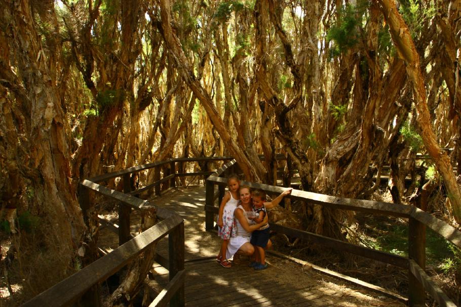Rundweg in The Big Swamp in Bunbury