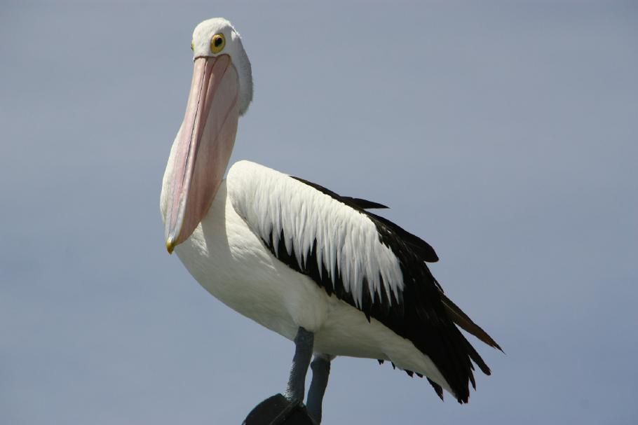 Auf Rottnest Island begrüßt uns ein Pelikan am Pier