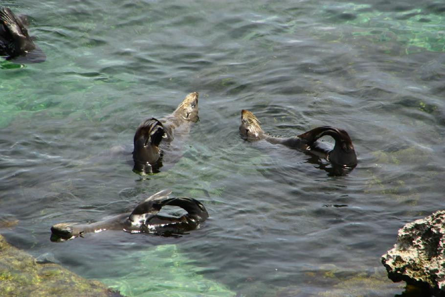 Die Seehunde liegen auf dem Rücken im Wasser und sonnen sich den Bauch