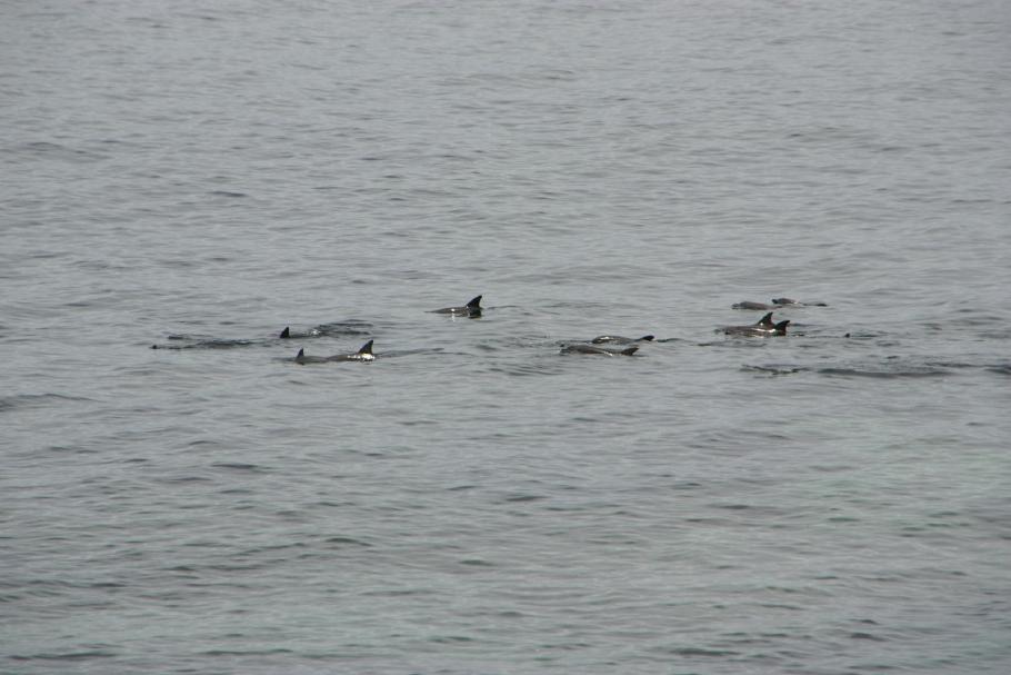 Von den Delfinen sieht man alle paar Sekunden die Rückenflossen auftauchen