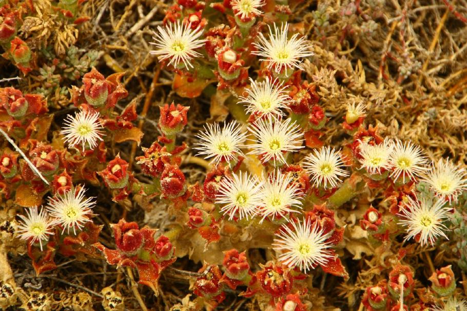 Die Wege sind von Mittagsblumen-Wiesen gesäumt