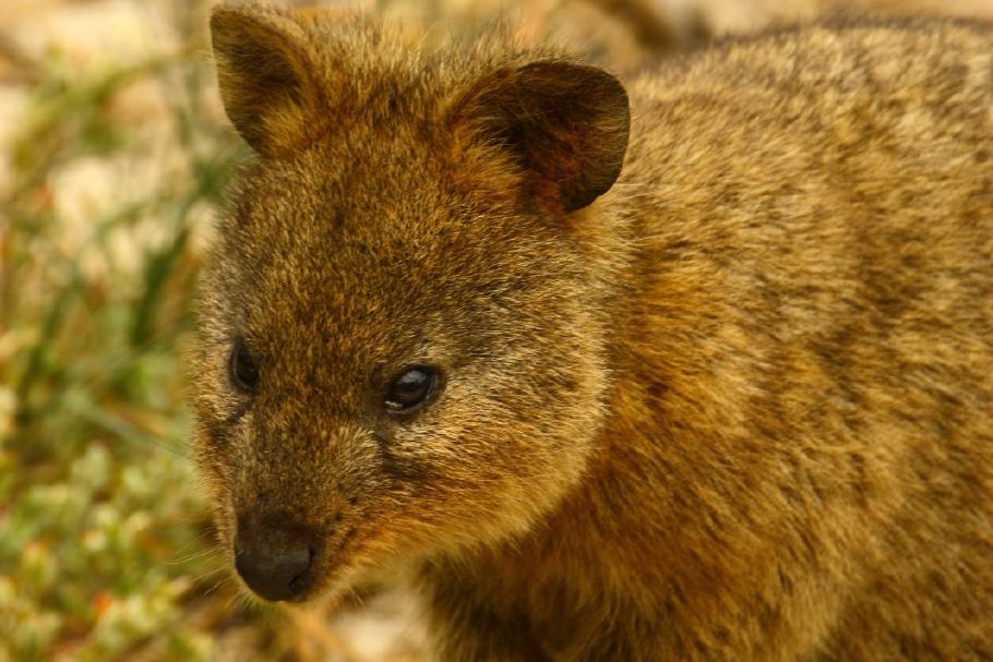 Vorsicht, bissiges Beuteltier - ein Quokka interessiert sich für die Reste unserer Äpfel