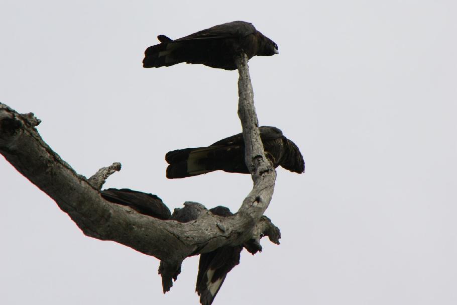 Im Park fliegen große Schwärme von Kakadus umher, die ein riesen Krawall veranstalten.
