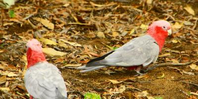 image from Yanchep National Park