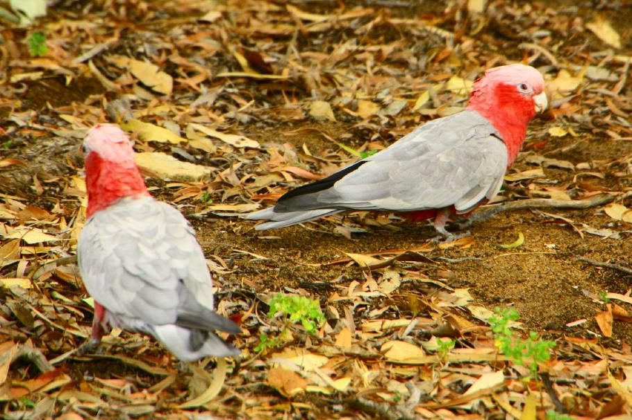 Kakadus gibt es hier in schwarz/weiß, grün und grau/rosa.