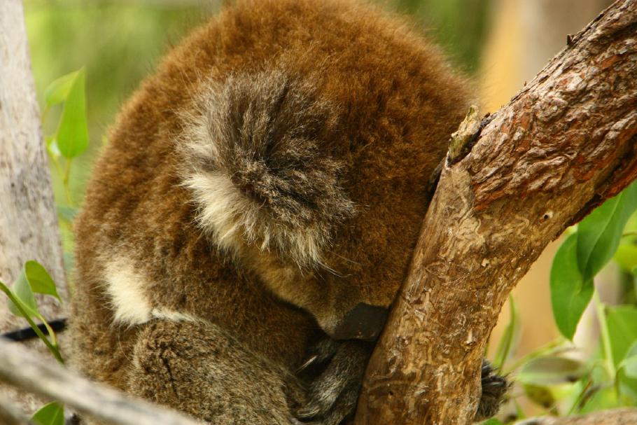 Schlafmütze - Koalas sind nachtaktiv und verschlafen den Großteil des Tages.