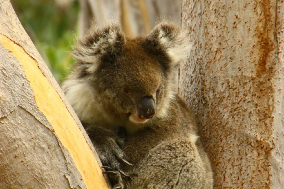 Action - dieser Koala hat die Aufmerksamkeit der gesamten Zuschauer, als er mal kurz den Kopf hebt.