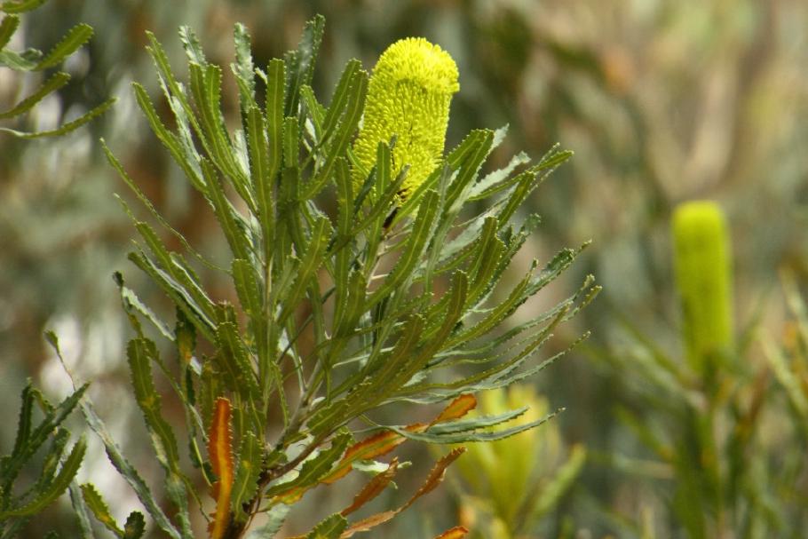 Die auffälligen Blütenstände der Banksia-Bäume sind Nahrung für viele kleine Nagetiere.