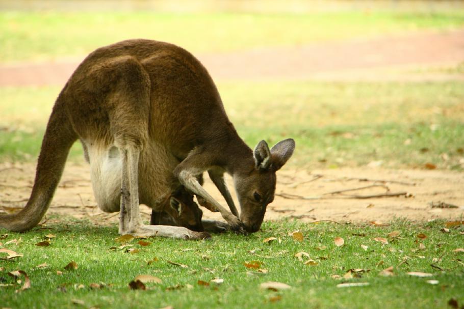 Mitesser - selbst zum Fressen muss das Känguru den bequemen Beutel nicht verlassen.