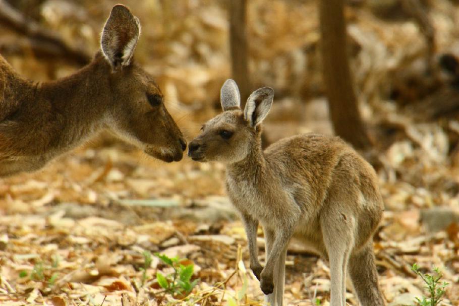 Das Kängurukind begrüßt seine Mutter mit einem Nasenstupser.