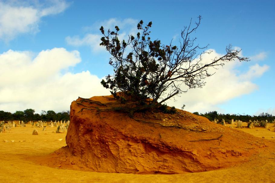 Dieser Baum zeigt beeindruckend, wie Vegetation die Erosion verhindert.