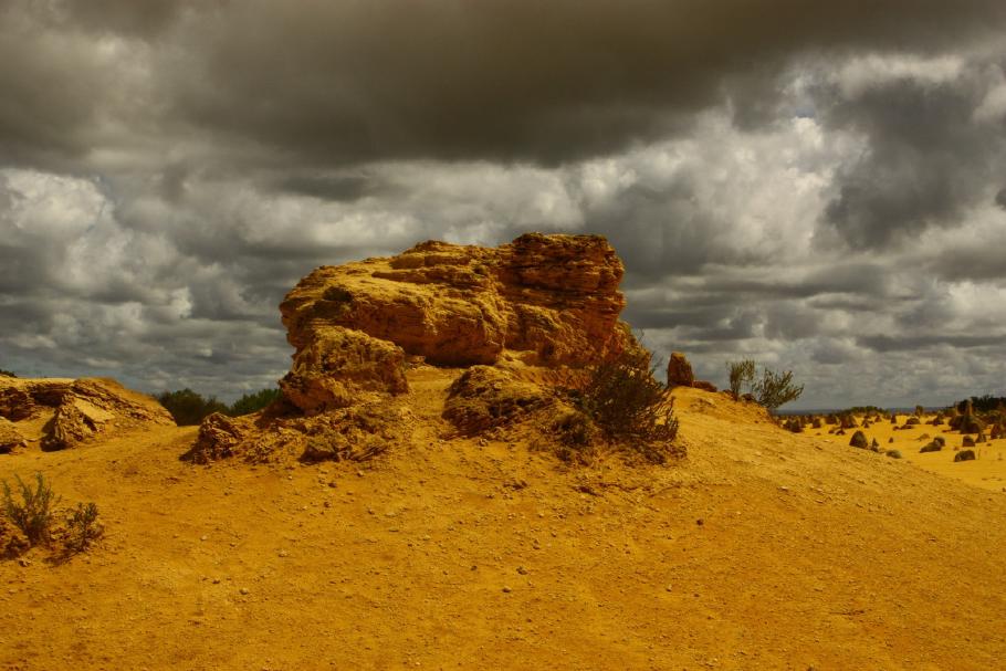 Der kräftig-gelbe Farbton lässt sich auch von den grauen Wolken nicht beeindrucken.